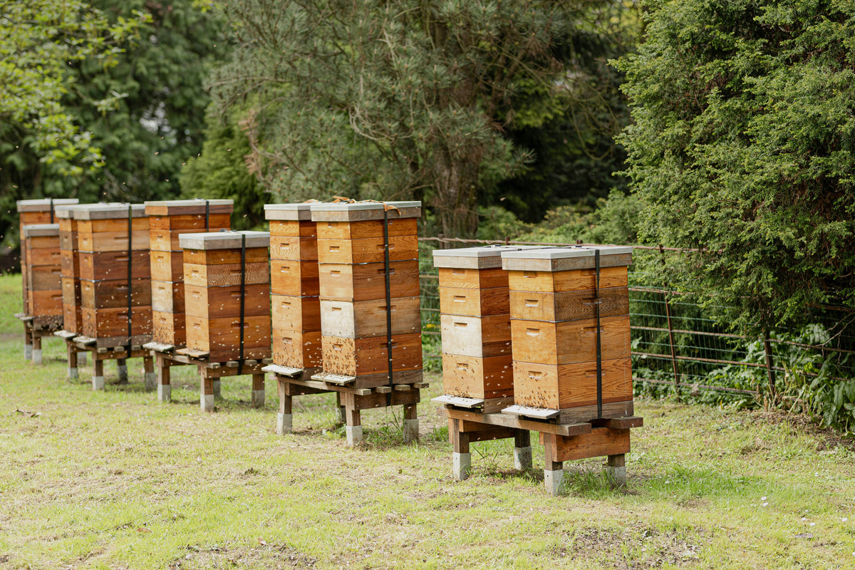 Our beehives at the edge of the forest