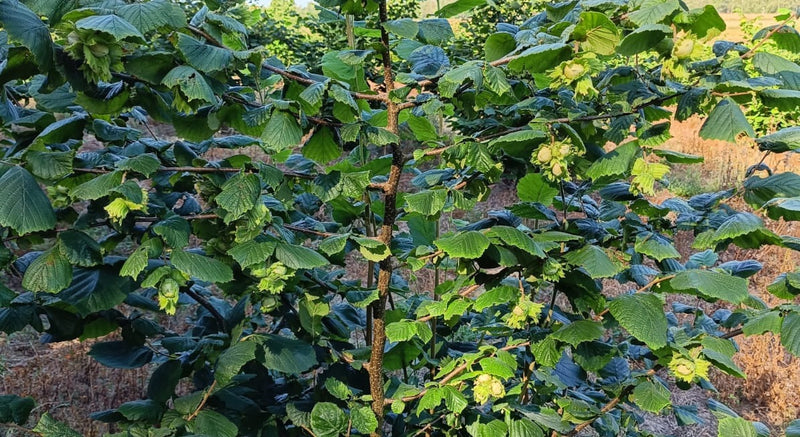 Haselnüsse in grünen Hüllen am Strauch in unserem Garten